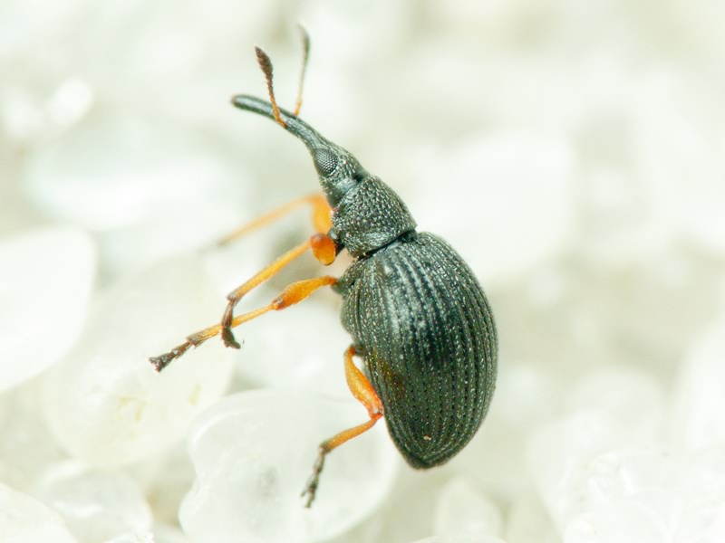 Protapion fulvipes (Geoffroy, 1785)